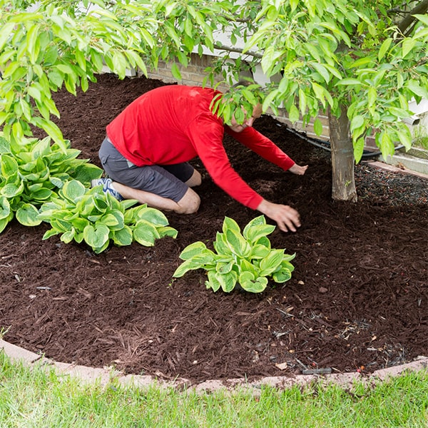 mulch installation can be an effective method for preventing soil erosion on hillsides